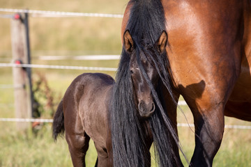 Fohlenkopf unter dem Schweif der Mutter © mavcon