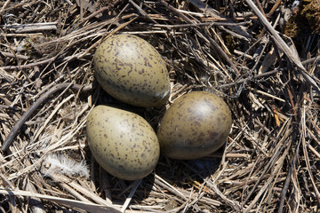 Obraz premium gull nest with three eggs inside