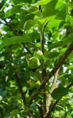 Fruits entwined after the flowering of green apples on the branch.