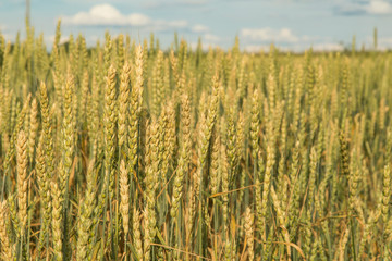 Wheat ears in field close-up in sunlight, harvest