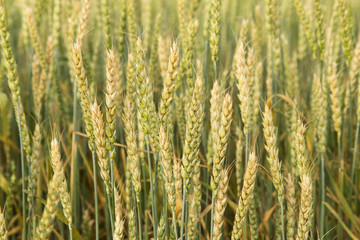 Green yellow wheat ears in field close up, background texture