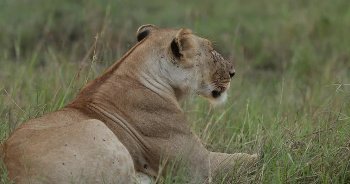 Lions relaxing in the long grass in the Maasai Mara Masai Mara in Kenya, East Africa. 