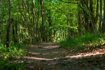 Forests between Saunderton and West Wycombe, Buckinghamshire