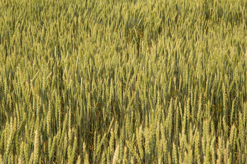Green yellow wheat ears in field, background texture