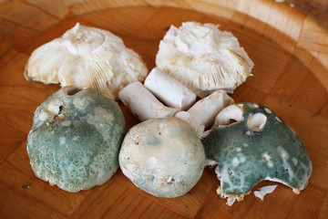 Russula virescens, a beautiful green russula, commonly Greencracked Brittlegill edible mushroom on wooden plate, very tasty, macro photography, from the forest
