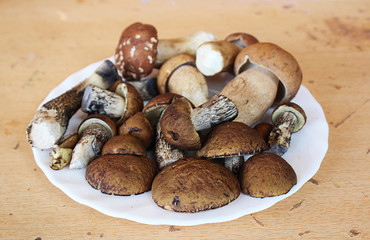 Boletus edulis, known as the Cep, Porcino or Penny-bun Bolete edible mushrooms on the green background, raw, from the wood,  macro photography, near Uzice