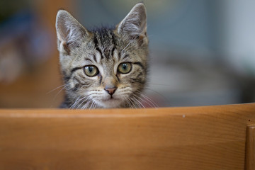 hübsche getigerte Babykatze Katzenkinder in einer Wohnung schaut über die Stuhllehne Kitten tiger
