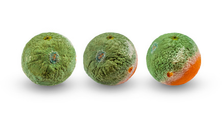 Rotten mandarins. Spoiled tangerines with green mold and fungus. Chilled fruit, improper storage....