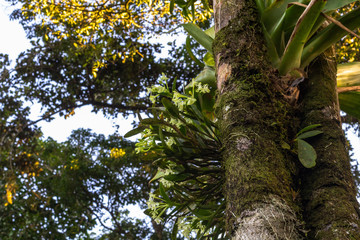 Jungle, Bijagua, Costa Rica.
