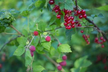 Rote Johannisbeeren am Strauch mit Himbeeren