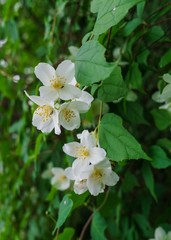 Obraz na płótnie Canvas Jasmine bush sprinkled with white flowers in the garden .