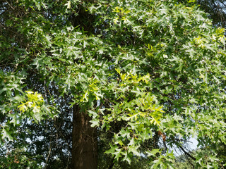 Sumpf-Eiche (Quercus palustris) mit grünen Blättern im Sommer