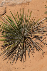 Green Plant at Canyonlands National Park