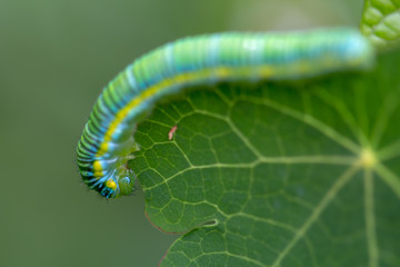 Macro photography of a clouded yellow butterfly caterpillar crowling on a big leaf. Captured at the Andean mountains of central Colombia.
