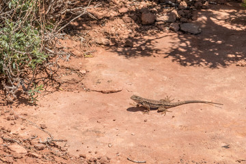 Lizard at Canyonlands National Park