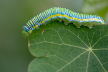 Macro photography of a clouded yellow butterfly caterpillar crowling on a big leaf. Captured at the Andean mountains of central Colombia.