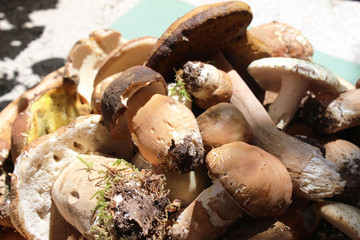 Boletus edulis, known as the Cep, Porcino or Penny-bun Bolete edible mushrooms on the green background, raw, from the wood,  macro photography, near Uzice