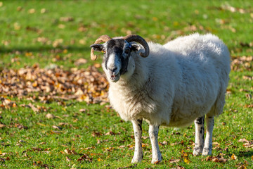 Sheep in Perthshire, Scotland, early morning, during autumn