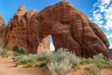 Far View of Pine Tree Arch