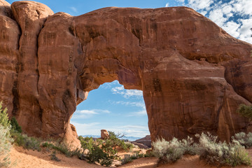 Close Up of Pine Tree Arch