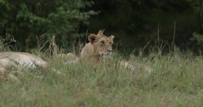 Lions relaxing in the long grass in the Maasai Mara Masai Mara in Kenya, East Africa. 