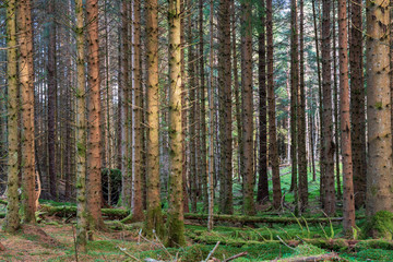 Naklejka premium Pine forest in Scotland
