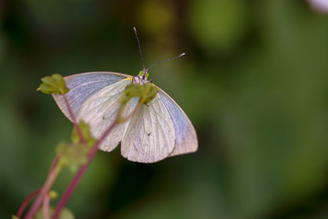 Macro photography of a great southern white butterfly perched on a leaf. Captured at the Andean mountains of central Colombia.