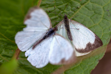 Macro photography of two great southern white butterfly in different steps of the courtship, on a leaf. Captured at the Andean mountains of central Colombia.
