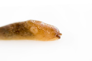 a snail without a shell slug from the Gastropoda family crawls on a white background. Pest eating food in the garden