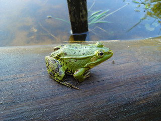frog on a log