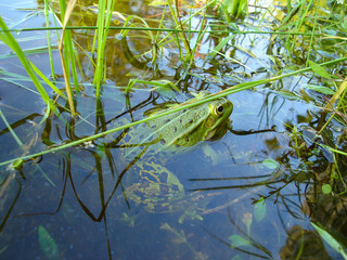 frog in the pond