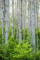 Canadian Aspen Wilderness of the North