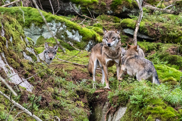 A lone Timber wolf or Grey Wolf Canis lupus standing on a rocky cliff looking back on a rainy day in autumn in Quebec, Canada