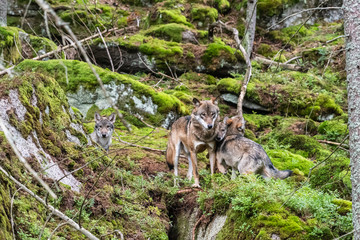 A lone Timber wolf or Grey Wolf Canis lupus standing on a rocky cliff looking back on a rainy day in autumn in Quebec, Canada