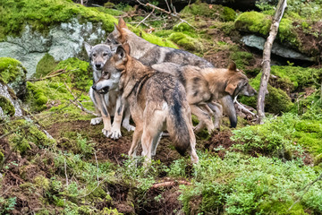 Fototapeta premium A lone Timber wolf or Grey Wolf Canis lupus standing on a rocky cliff looking back on a rainy day in autumn in Quebec, Canada