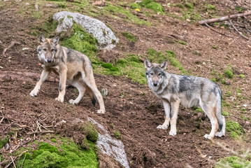 A lone Timber wolf or Grey Wolf Canis lupus standing on a rocky cliff looking back on a rainy day in autumn in Quebec, Canada