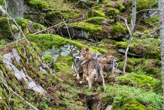 A lone Timber wolf or Grey Wolf Canis lupus standing on a rocky cliff looking back on a rainy day in autumn in Quebec, Canada