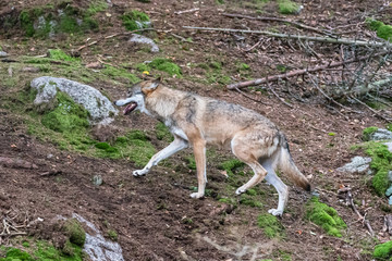 A lone Timber wolf or Grey Wolf Canis lupus standing on a rocky cliff looking back on a rainy day in autumn in Quebec, Canada