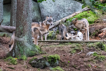 A lone Timber wolf or Grey Wolf Canis lupus standing on a rocky cliff looking back on a rainy day in autumn in Quebec, Canada