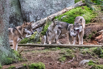 A lone Timber wolf or Grey Wolf Canis lupus standing on a rocky cliff looking back on a rainy day in autumn in Quebec, Canada