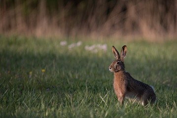 Rabbit