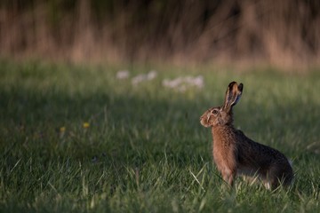 Rabbit