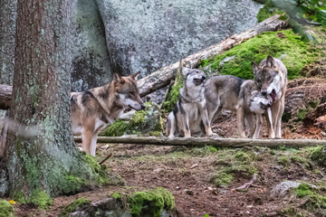 Obraz premium A lone Timber wolf or Grey Wolf Canis lupus standing on a rocky cliff looking back on a rainy day in autumn in Quebec, Canada
