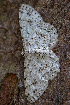Macro photography of a brown sppoted white moth on a tree. Captured at the Andean mountains of central Colombia.