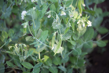 Zuckererbsen im Garten