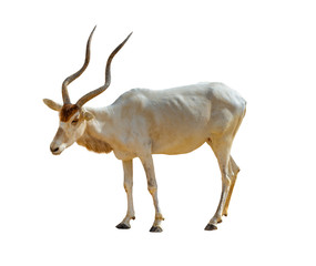 Geïsoleerde addax antilope op witte achtergrond