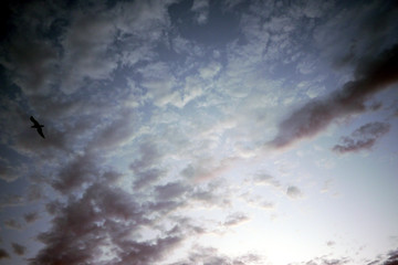 sub tropical sky back ground