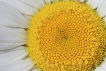 Wild Flowers designs, and colors