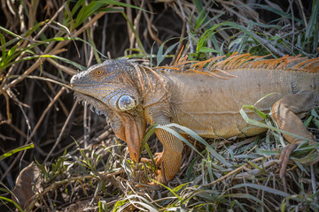 Large orange costa rician river iguana