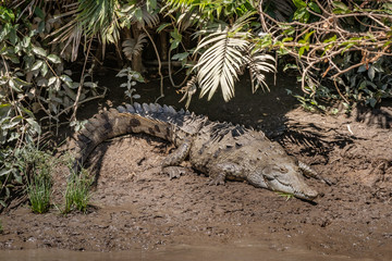 Full size crocodile on a muddy river bank
